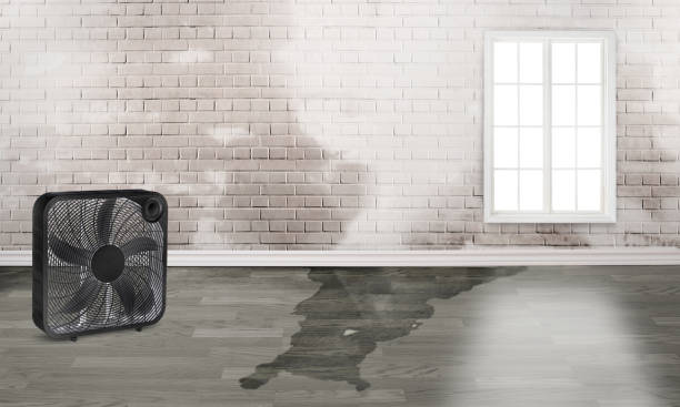 Best Water damage restoration near me  in Princeton Junction, NJ